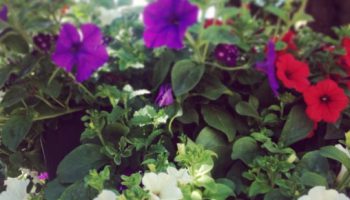 Colourfully Camberley blooms with the arrival of the hanging baskets!