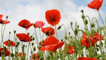 Camberley Royal British Legion Poppy Launch Day – Saturday 31st October 2015